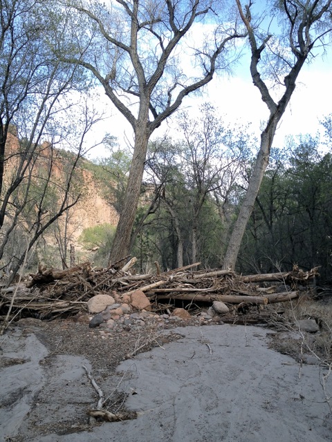 A clutch of debris fetched up between two trees. It's a wonder they remained standing in the flow.